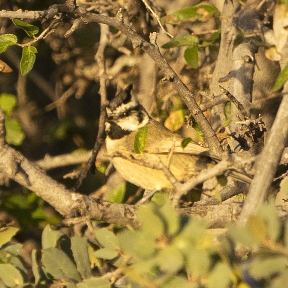 Bridled Titmouse - ML497298621