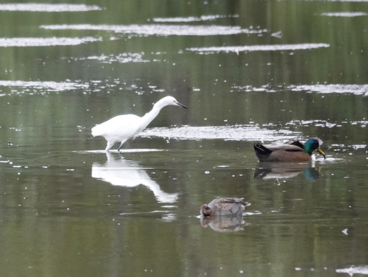 Snowy Egret - ML497298911