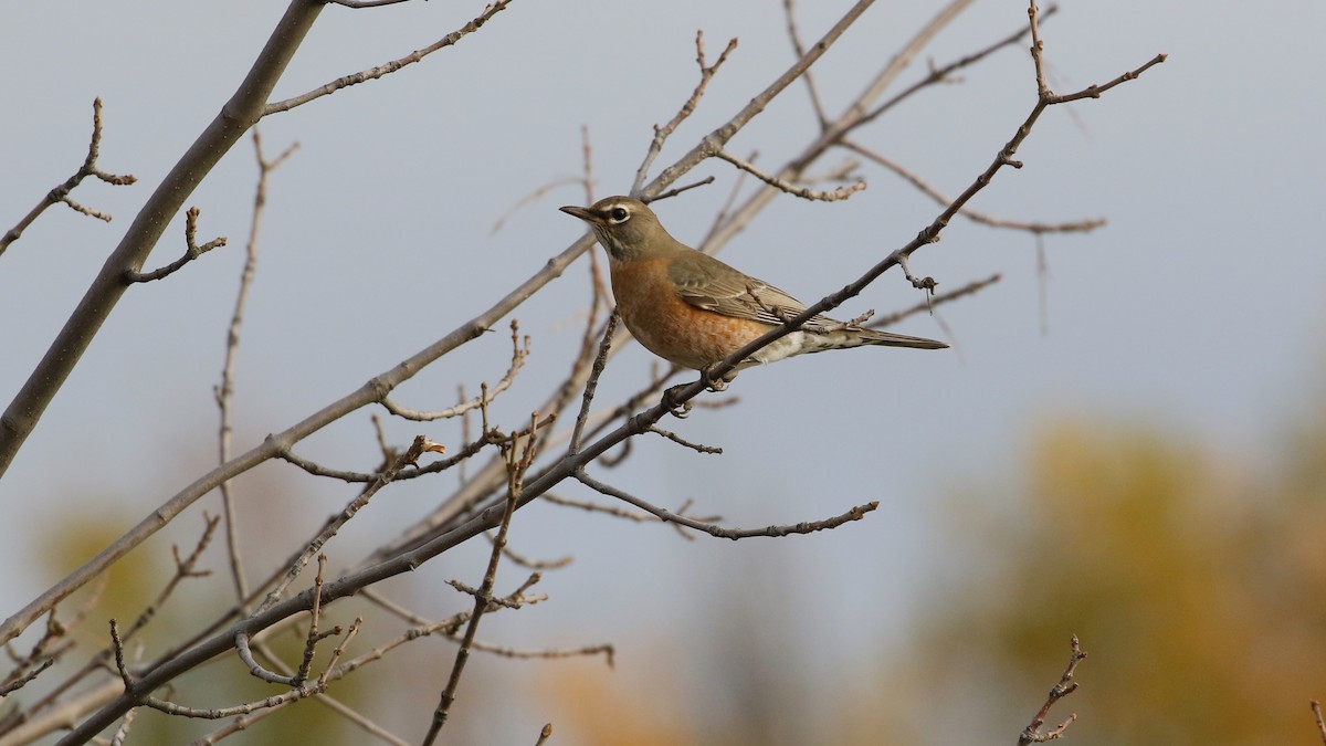 American Robin - ML497299641