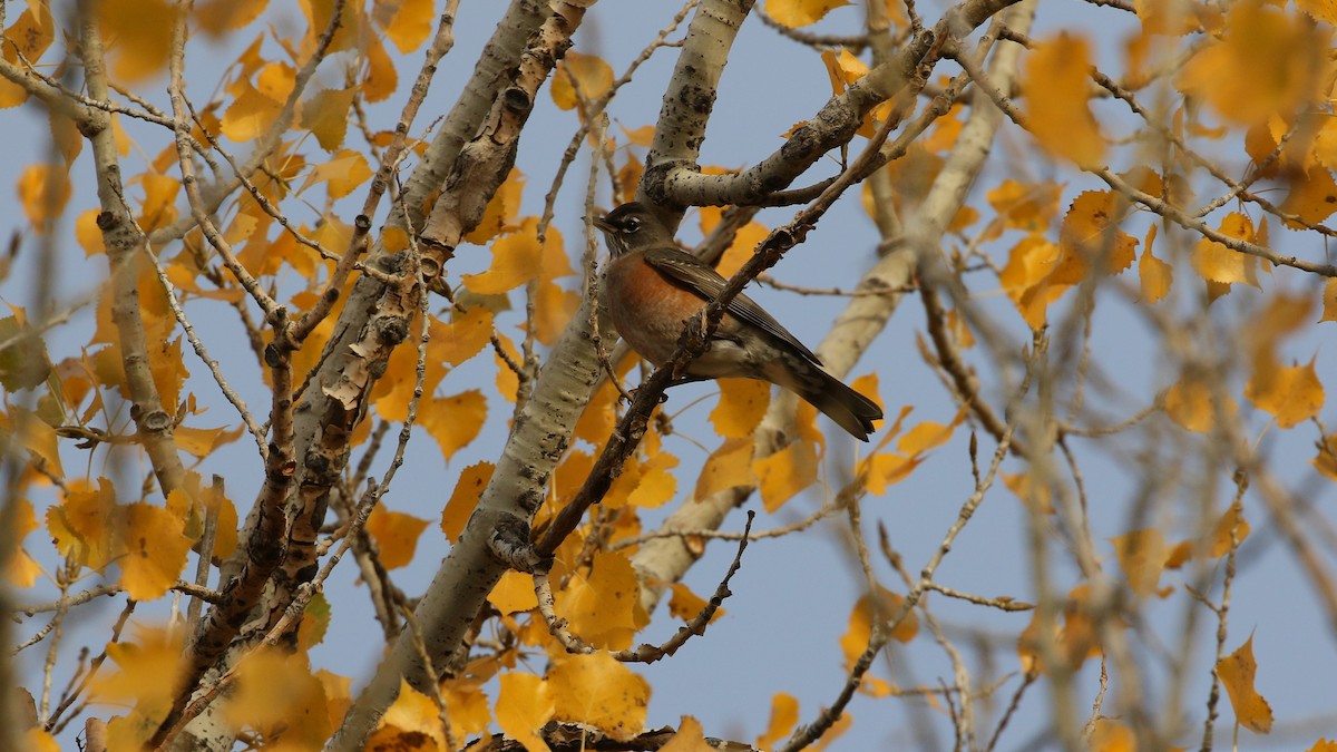 American Robin - ML497299651