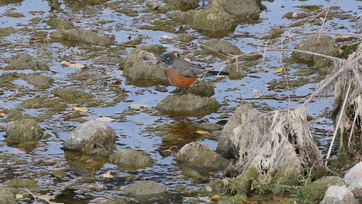 American Robin - ML497299661