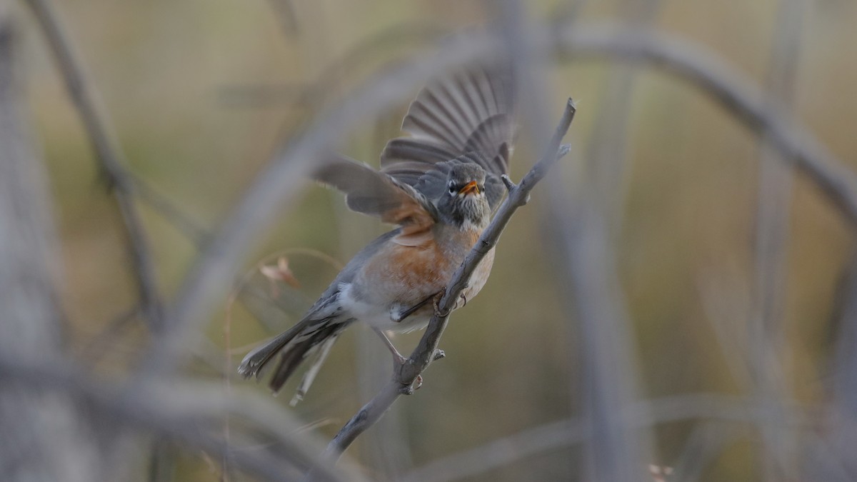 American Robin - ML497299671