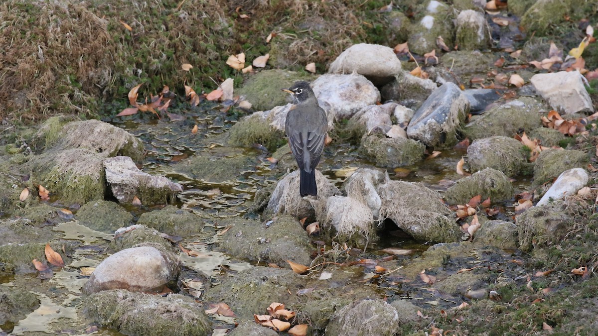 American Robin - ML497299681