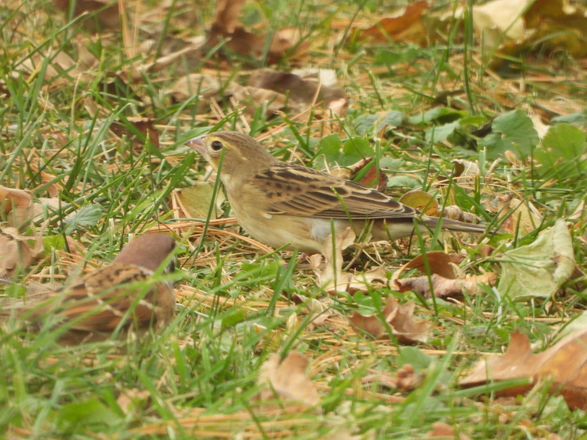 Dickcissel - ML497299701