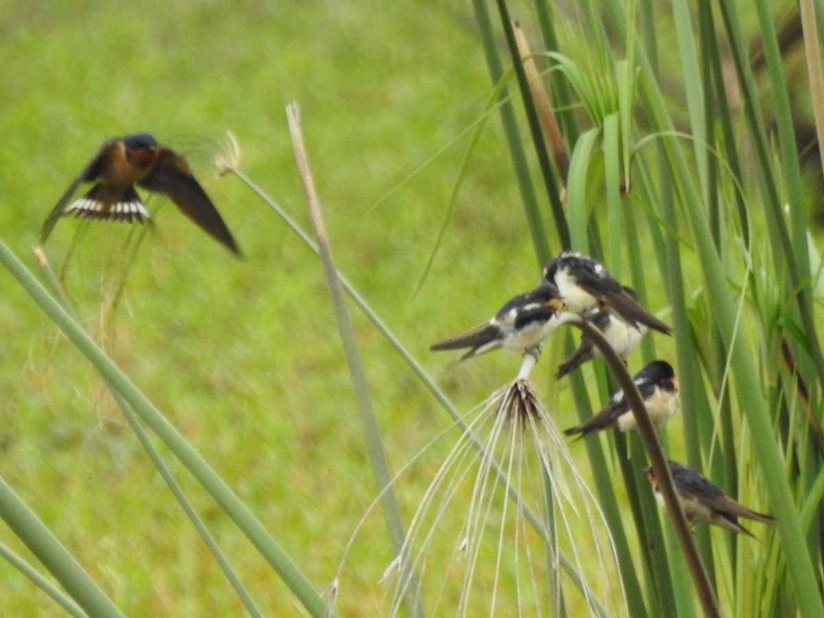 Barn Swallow - Patricio Ramírez Llorens