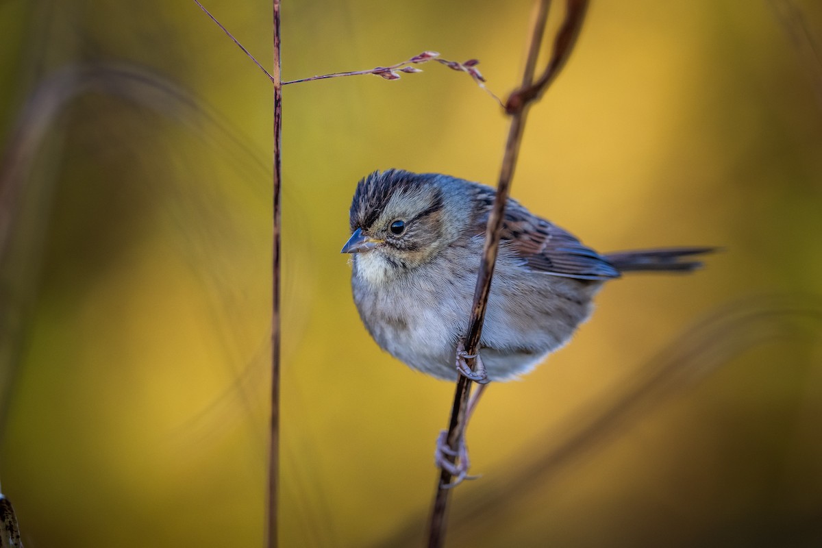 Swamp Sparrow - ML497301051