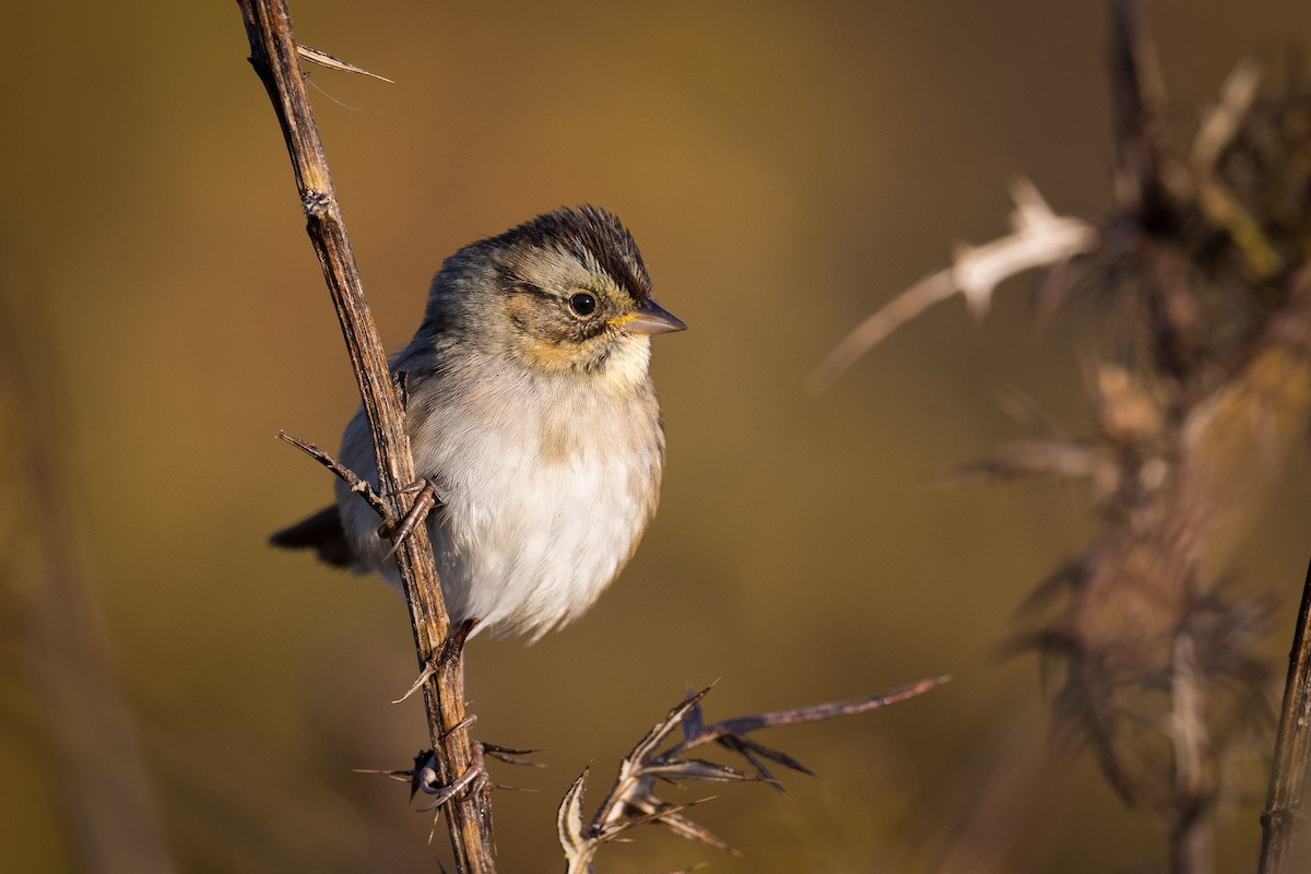 Swamp Sparrow - ML497301061