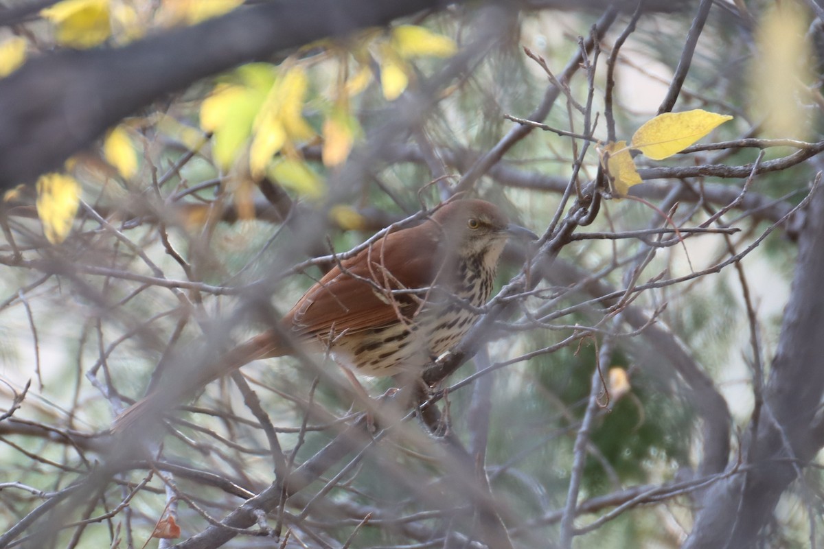 Brown Thrasher - ML497301071