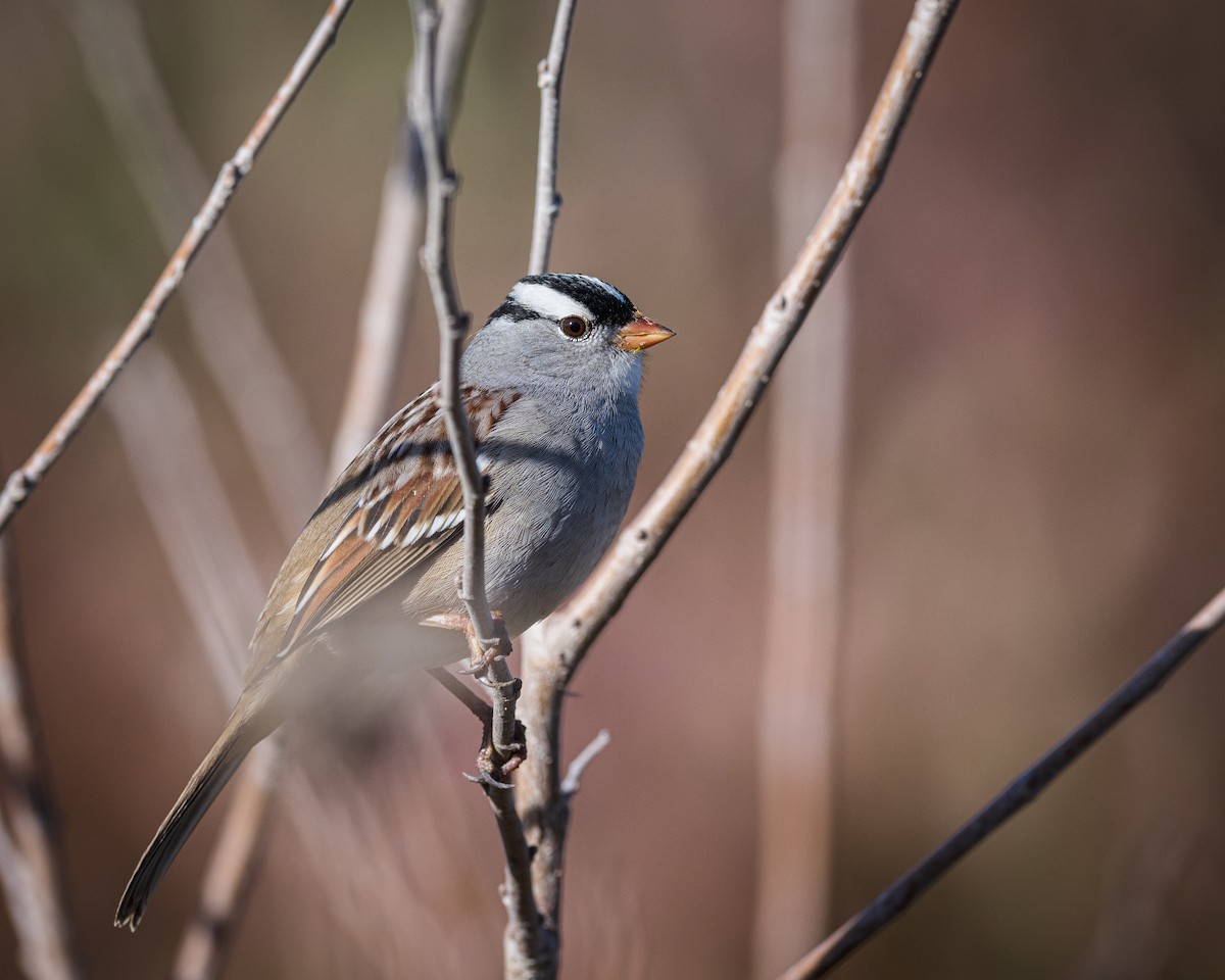 White-crowned Sparrow - ML497301091