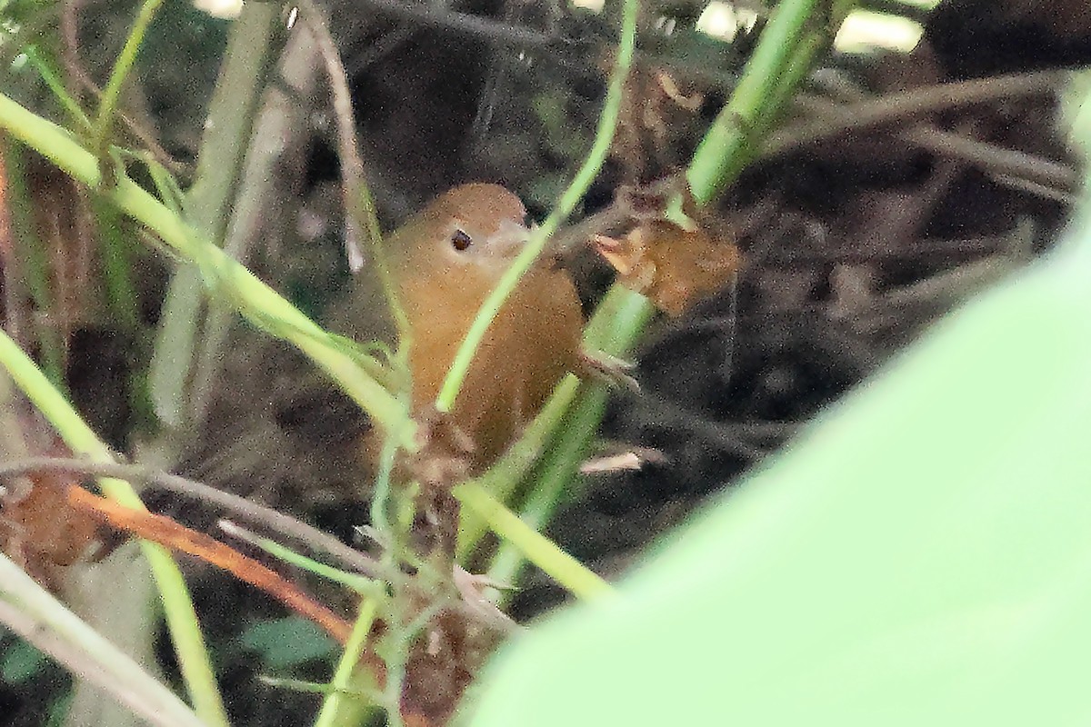 Tawny-bellied Babbler - ML497301951