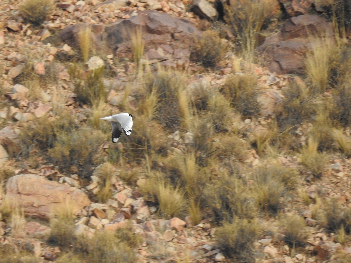 Andean Gull - ML497303541