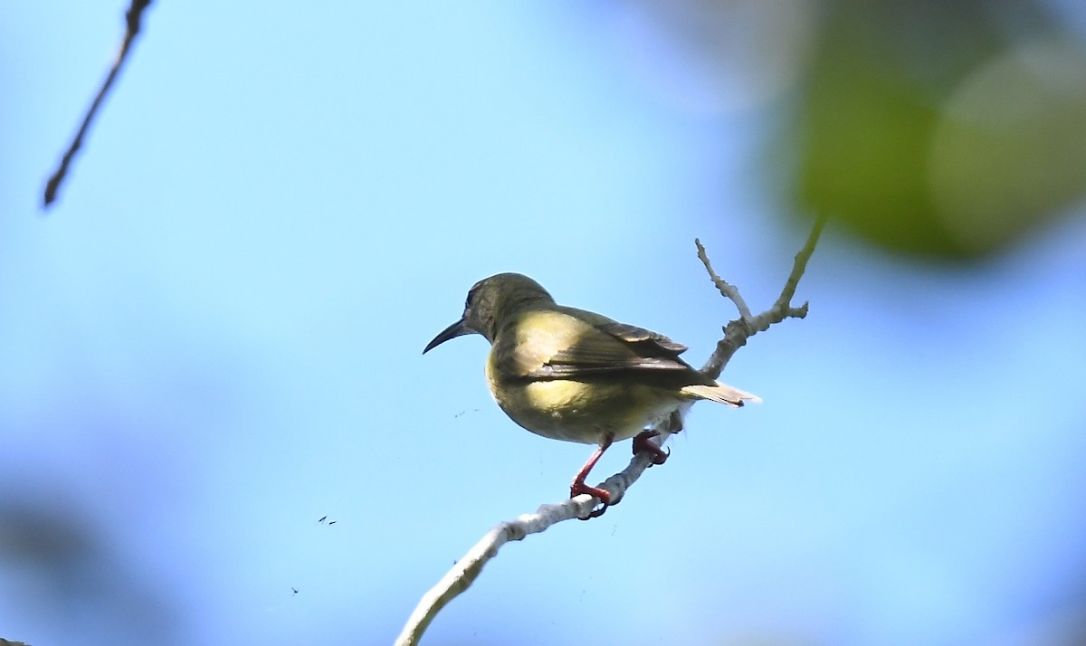 Red-legged Honeycreeper - ML497304711