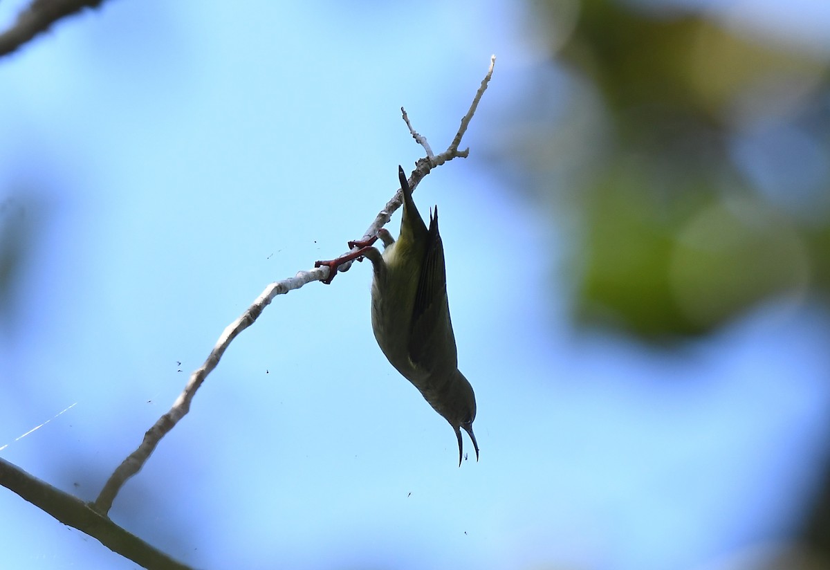 Red-legged Honeycreeper - ML497304721