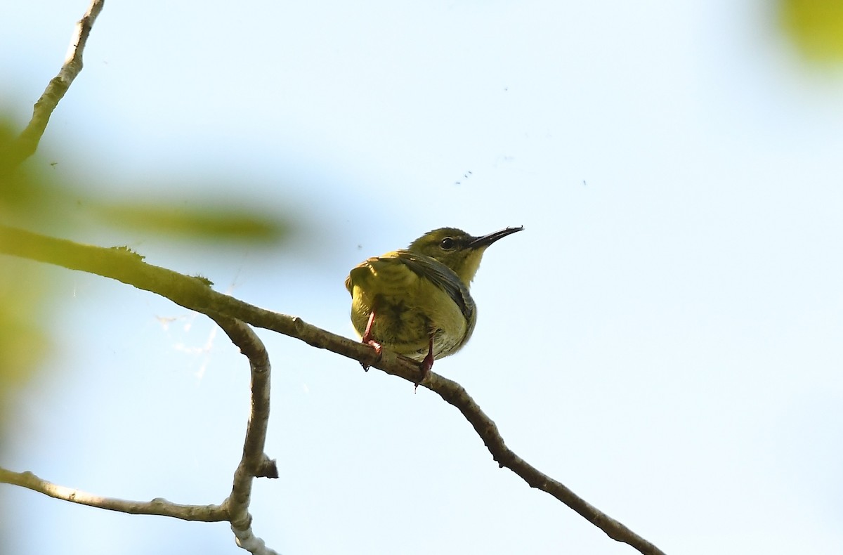 Red-legged Honeycreeper - ML497304741