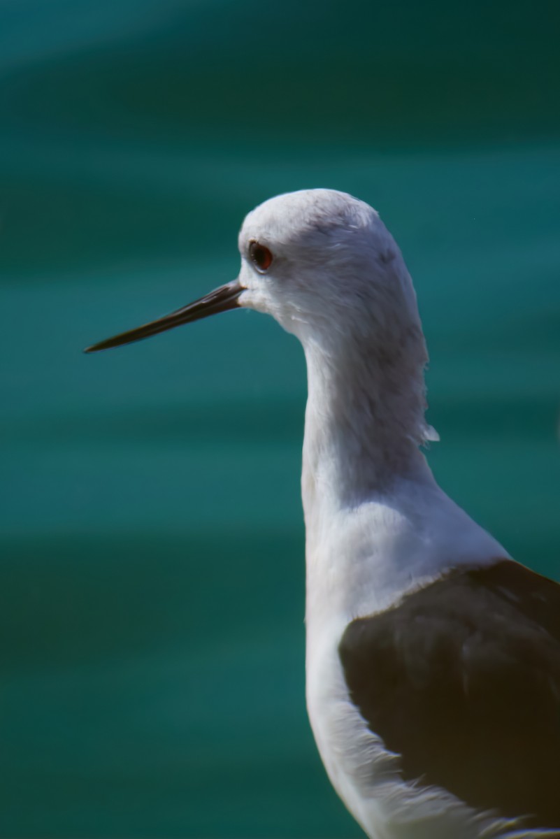 Black-winged Stilt - ML497305331