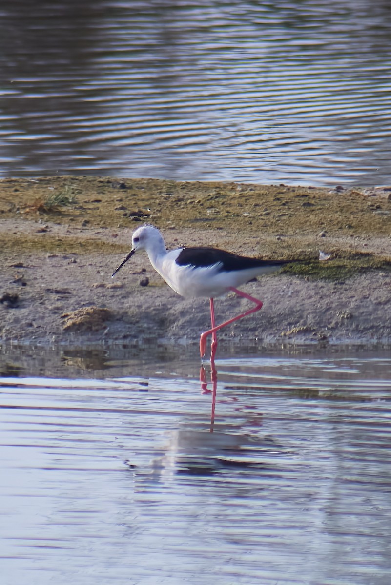 Black-winged Stilt - ML497305351