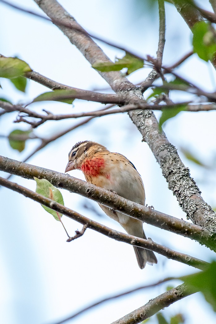 Rose-breasted Grosbeak - ML497305531