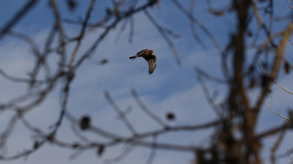 Northern Harrier - ML497305801