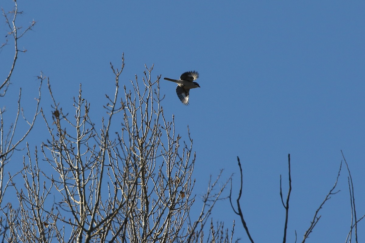 Loggerhead/Northern Shrike - ML497305901
