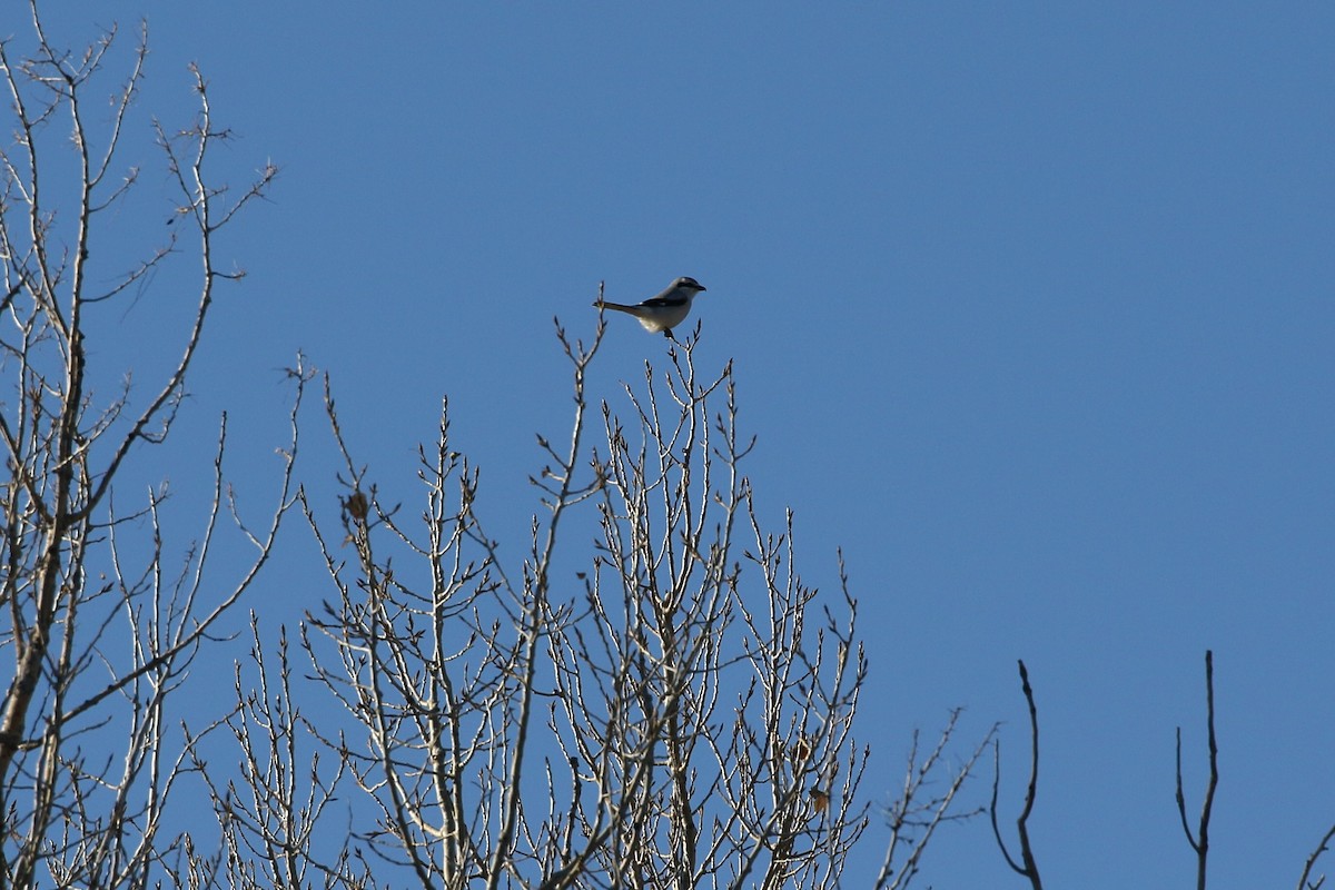 Loggerhead/Northern Shrike - ML497305911