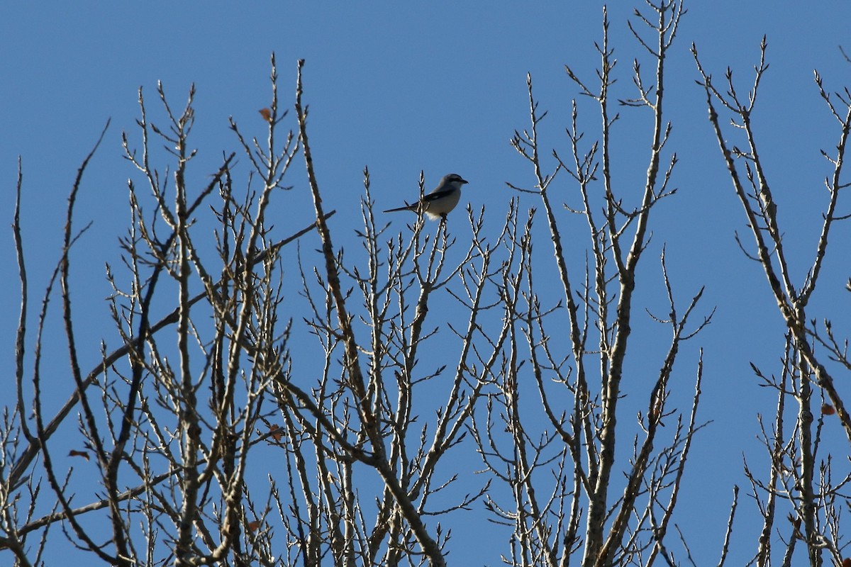Loggerhead/Northern Shrike - ML497305921