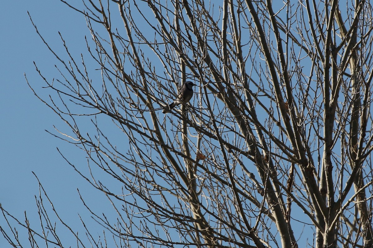 Blue Jay - ML497305961