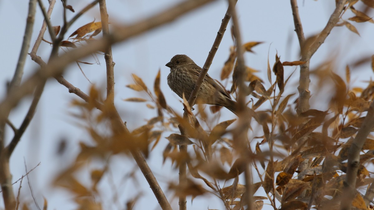 House Finch - ML497305981