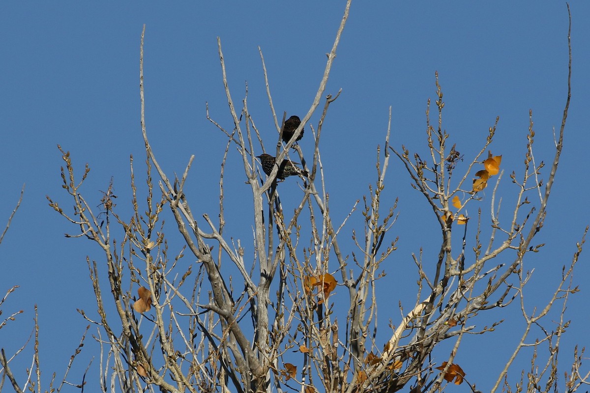 European Starling - ML497306041