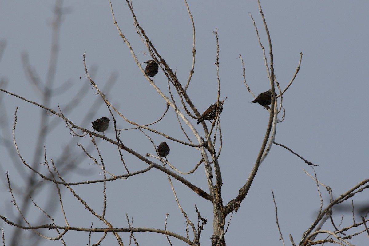 European Starling - ML497306051