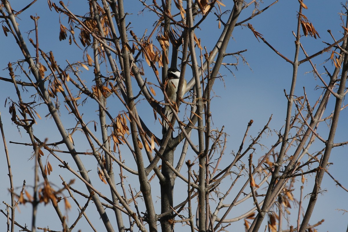 Black-capped Chickadee - ML497306131
