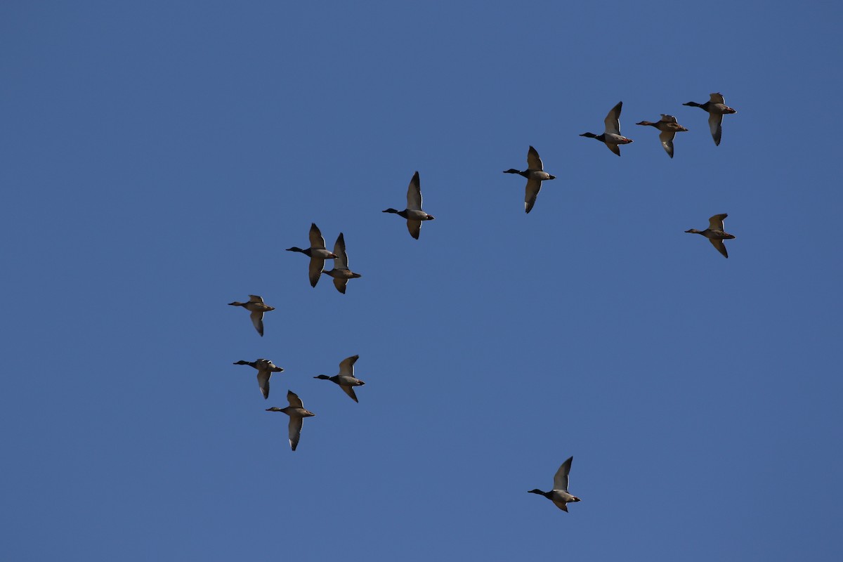 Mallard - ML497306261