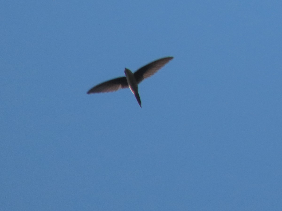 Asian Palm Swift - ML497308011