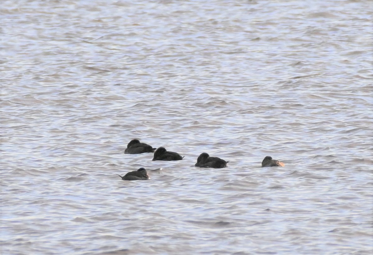 Ruddy Duck - ML497308711