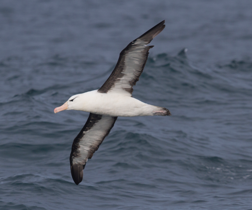 Albatros à sourcils noirs - ML49731091