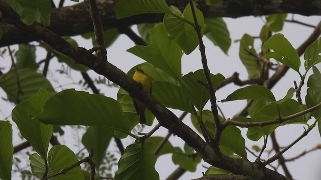 Golden-bellied Flyrobin - ML497311321