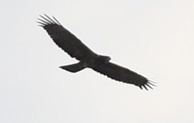 Oriental Honey-buzzard - Frank Hawkins