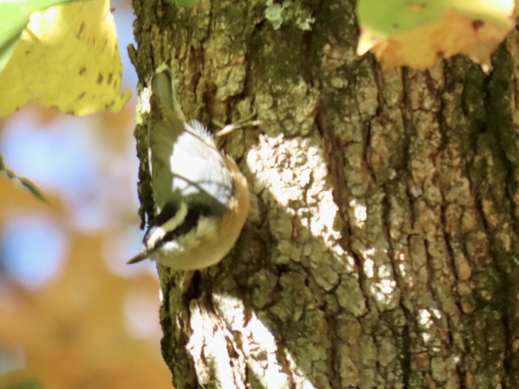 Red-breasted Nuthatch - ML497312121