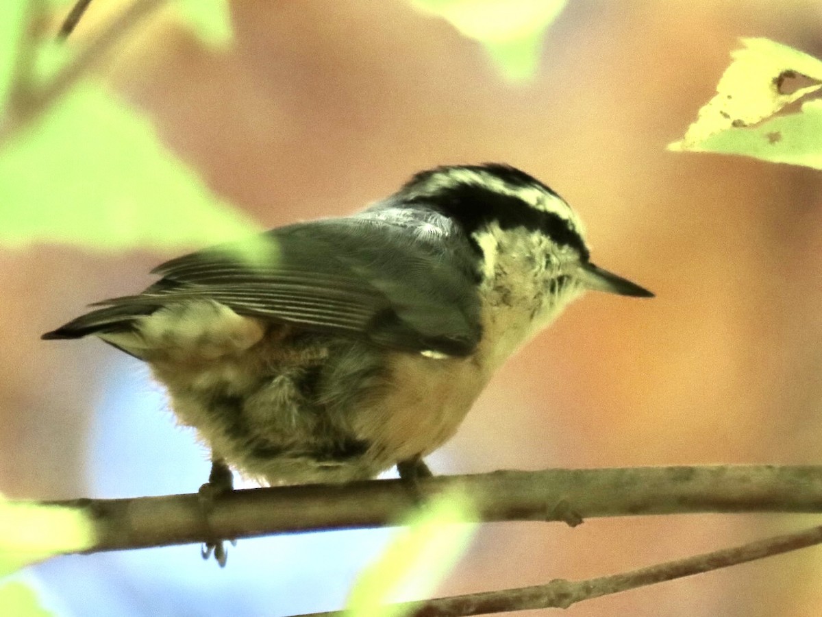 Red-breasted Nuthatch - ML497312131