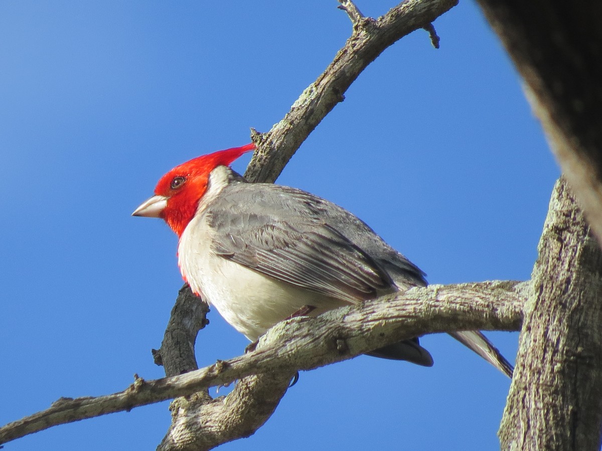 Red-crested Cardinal - ML49731371