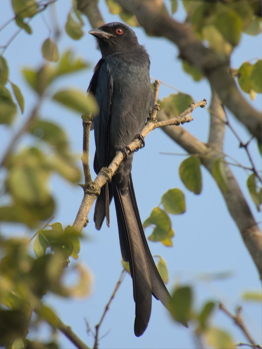 drongo kouřový - ML497313761