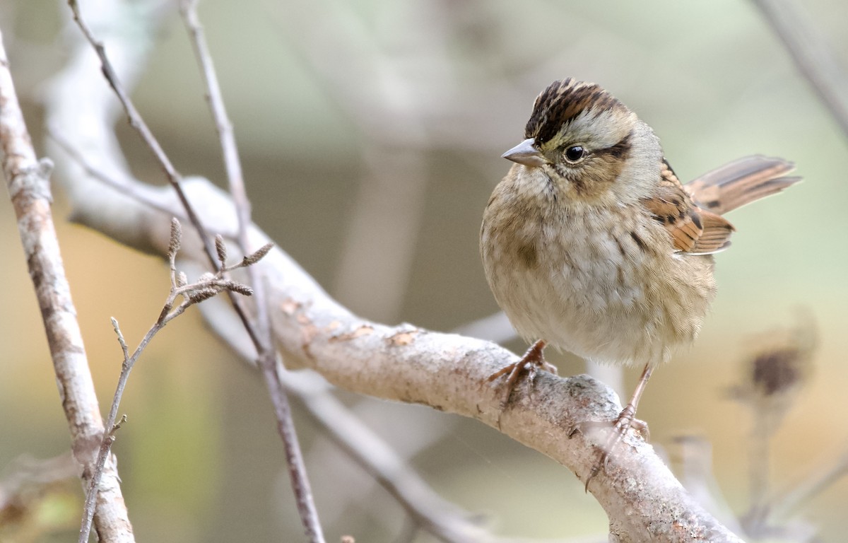 Swamp Sparrow - ML497313961