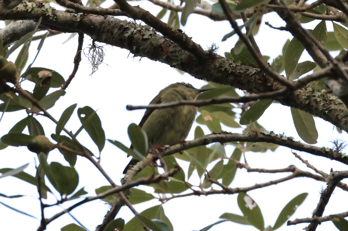 Red-legged Honeycreeper - ML497314091