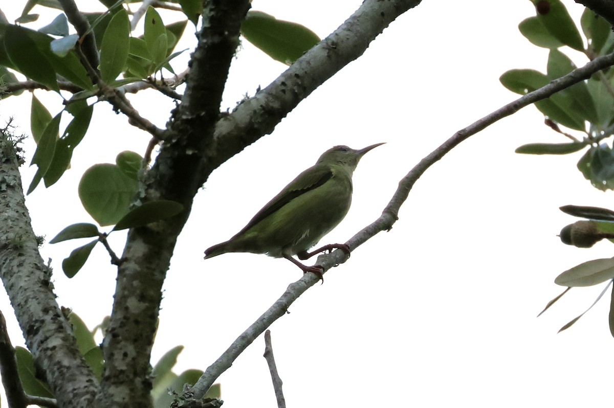 Red-legged Honeycreeper - ML497314101
