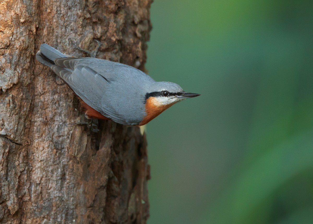 Burmese Nuthatch - ML497315101