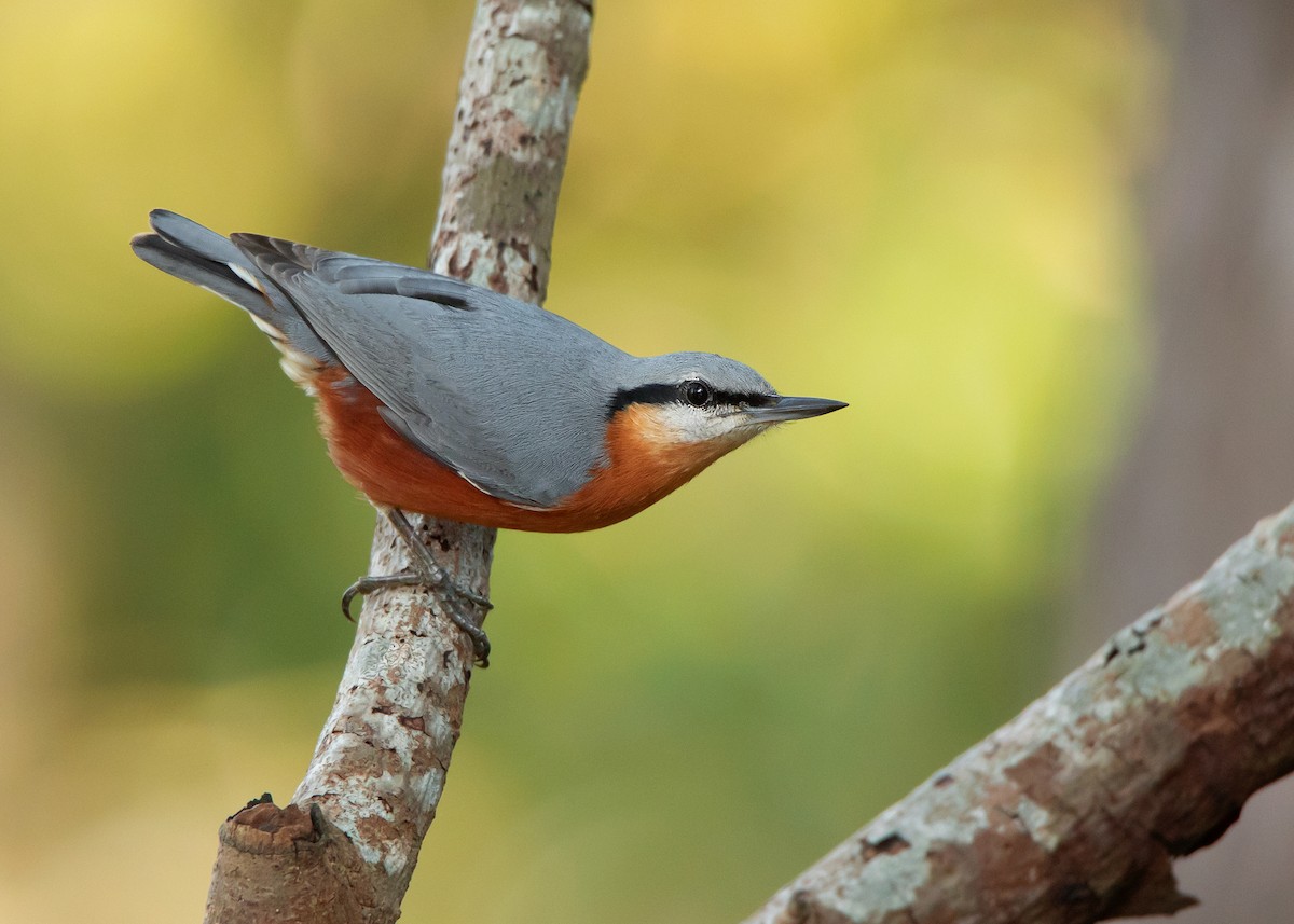 Burmese Nuthatch - Ayuwat Jearwattanakanok