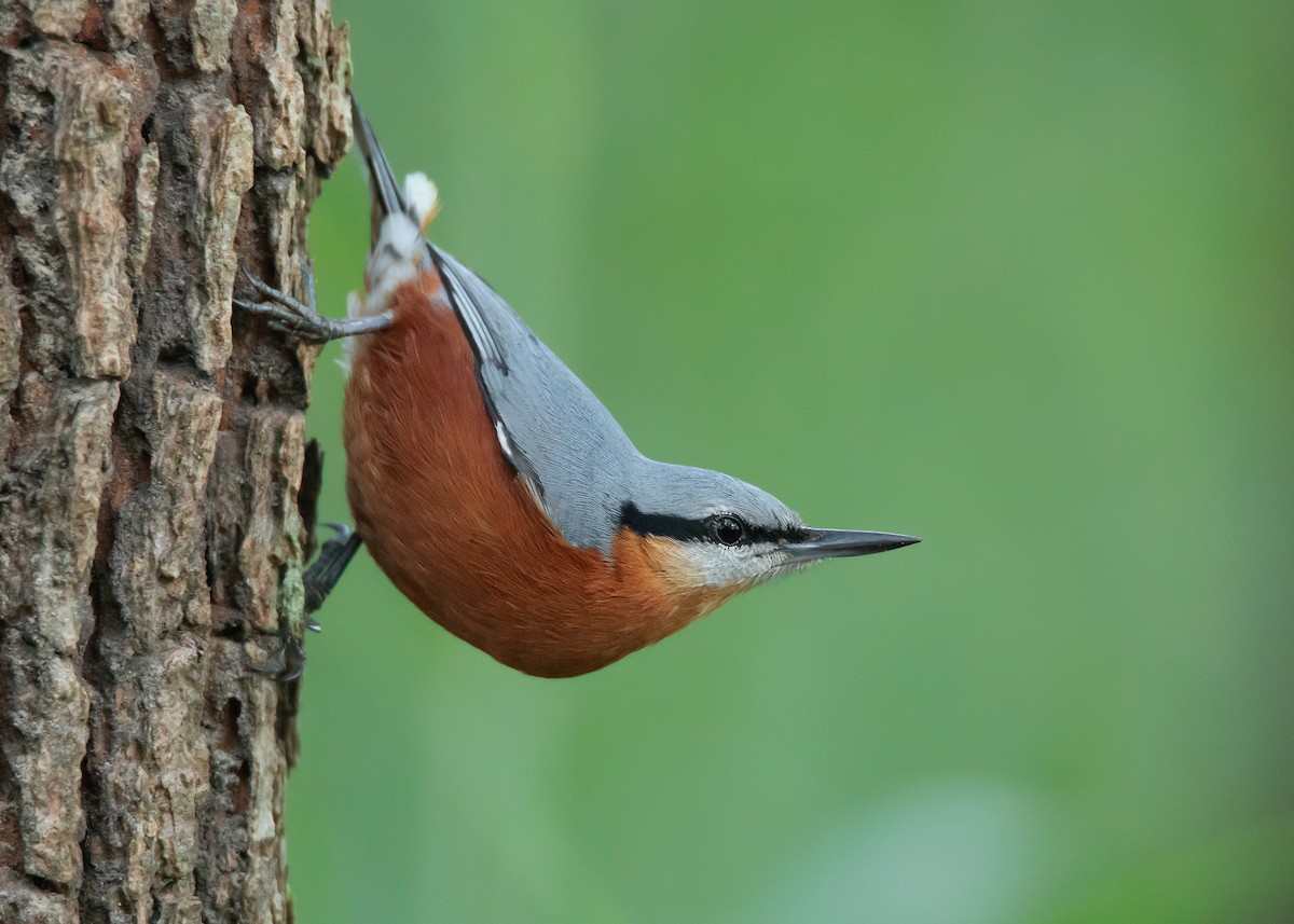 Burmese Nuthatch - Ayuwat Jearwattanakanok