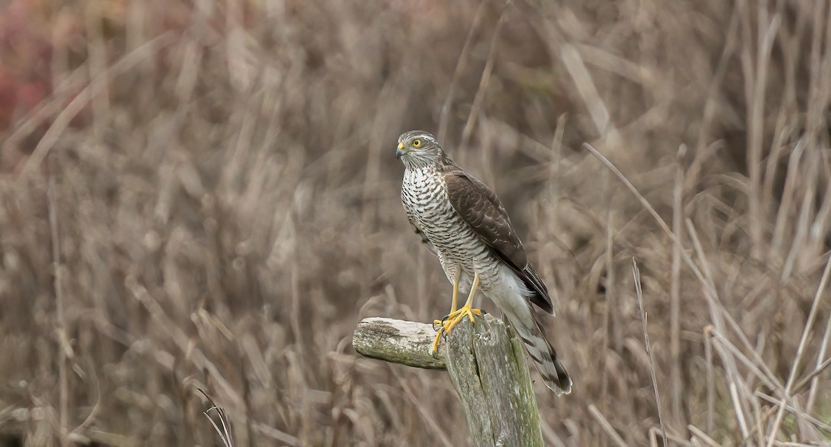 Eurasian Sparrowhawk - Francisco Pires