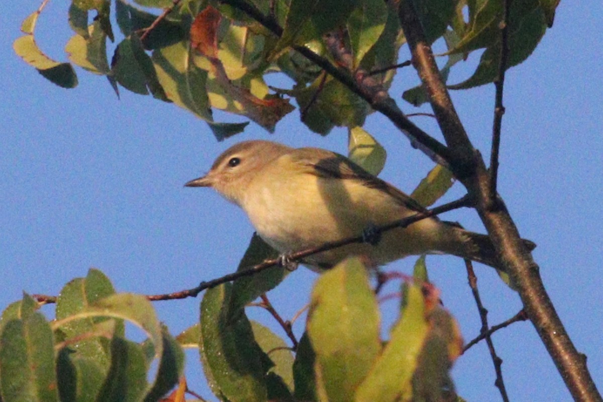 Warbling Vireo - ML497317031