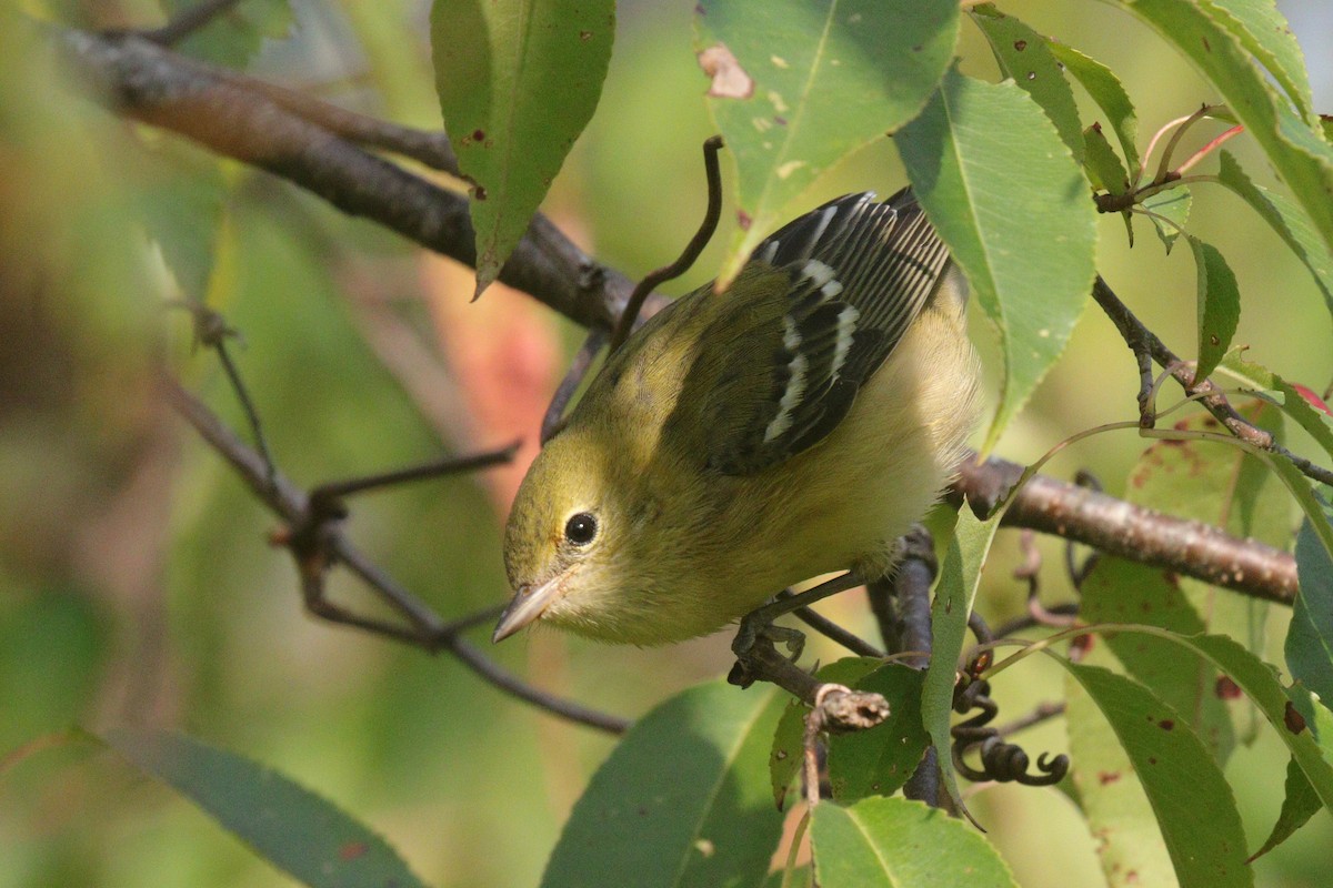 Bay-breasted Warbler - ML497317261