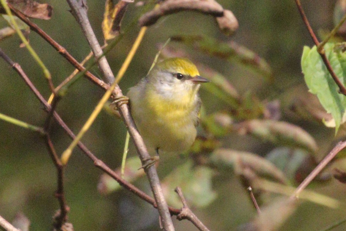 Brewster's Warbler (hybrid) - ML497317471